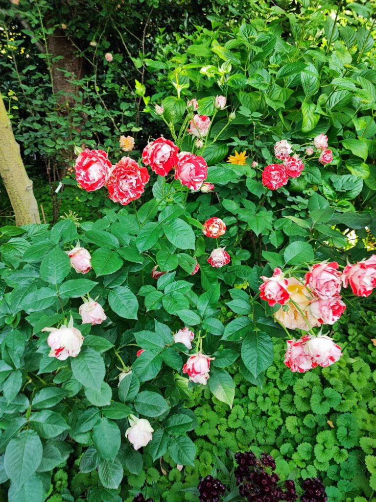 横浜イングリッシュガーデンのバラ