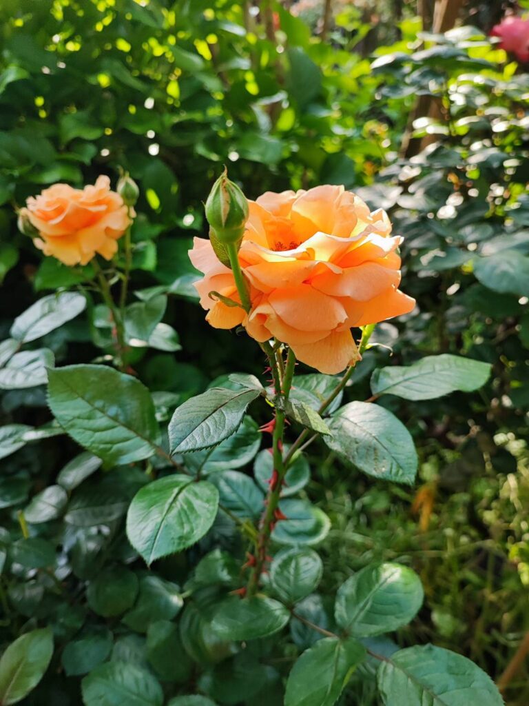 横浜イングリッシュガーデンのバラ
