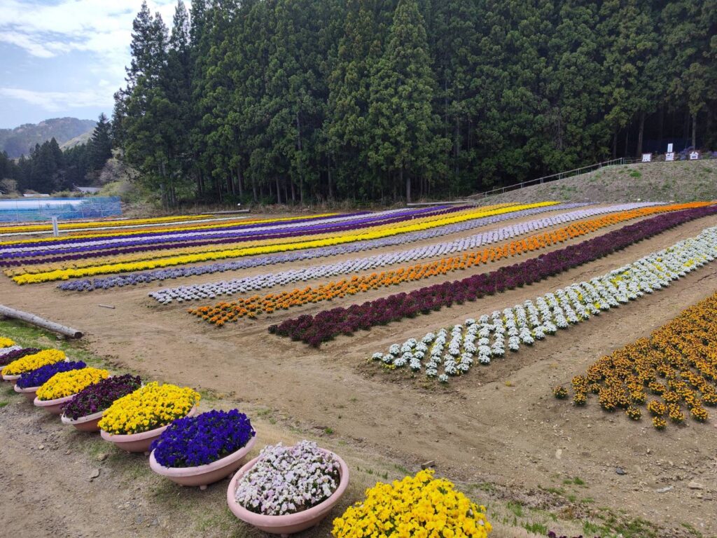 栃木県日光市の花いちもんめのビオラ