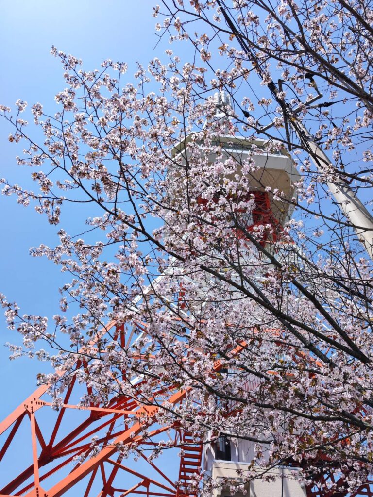 宇都宮タワーと桜