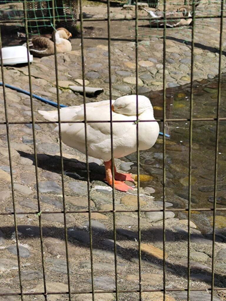 八幡山公園のがちょう