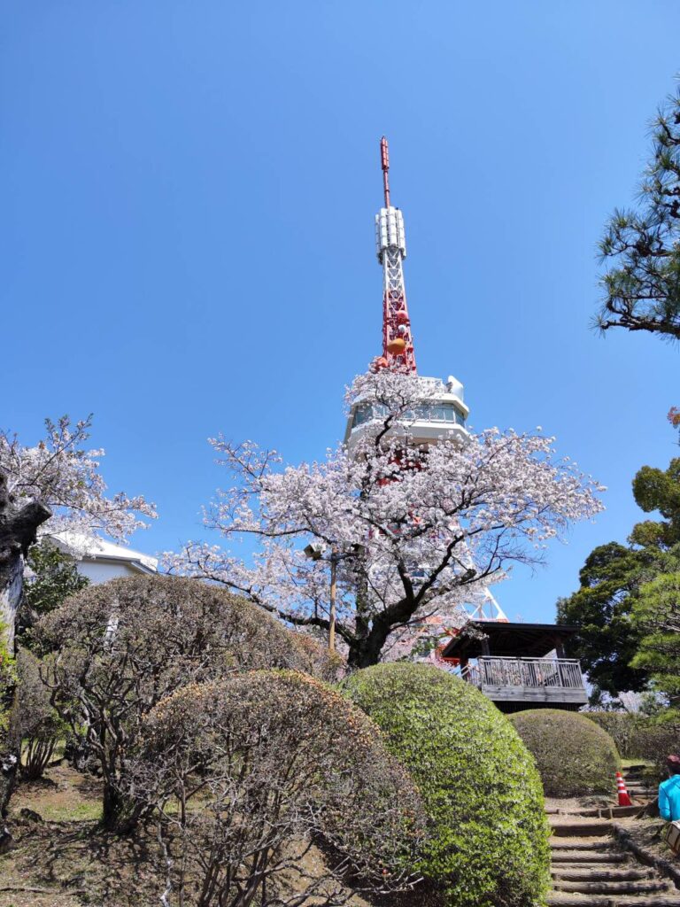 宇都宮タワーと桜