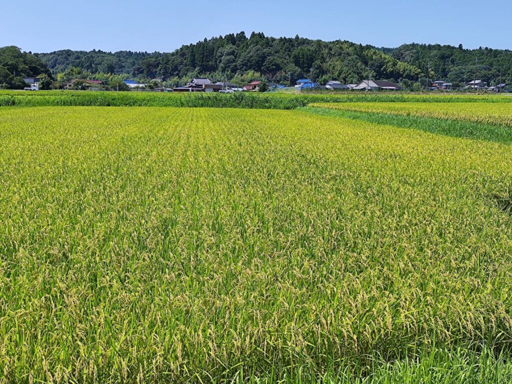 さわやかブルーベリーファーム市原の稲穂