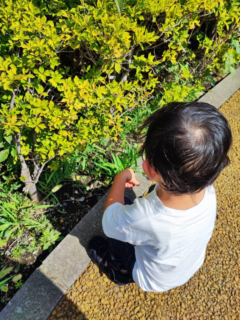 大横川親水公園でねこじゃらしを探す様子