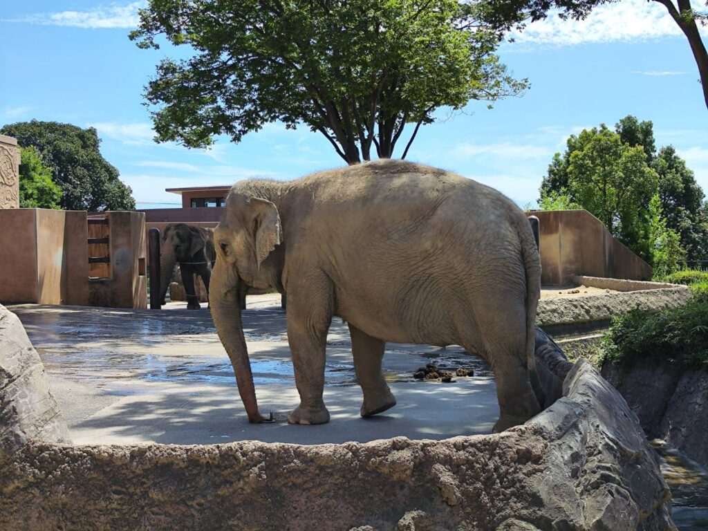 かみね動物園の象