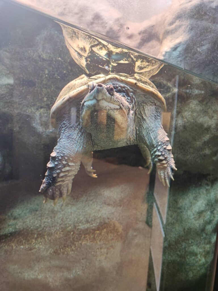 かみね動物園のはちゅウるい館のカメ