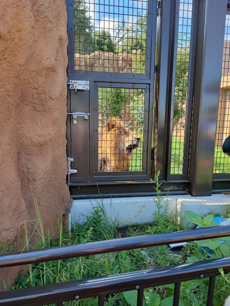 かみね動物園のライオン