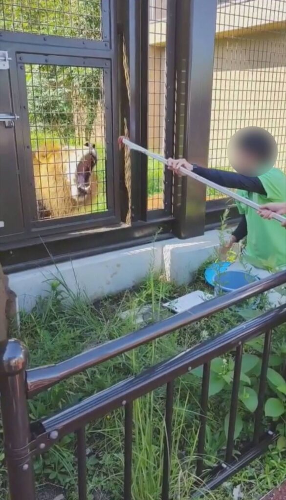 かみね動物園のライオン