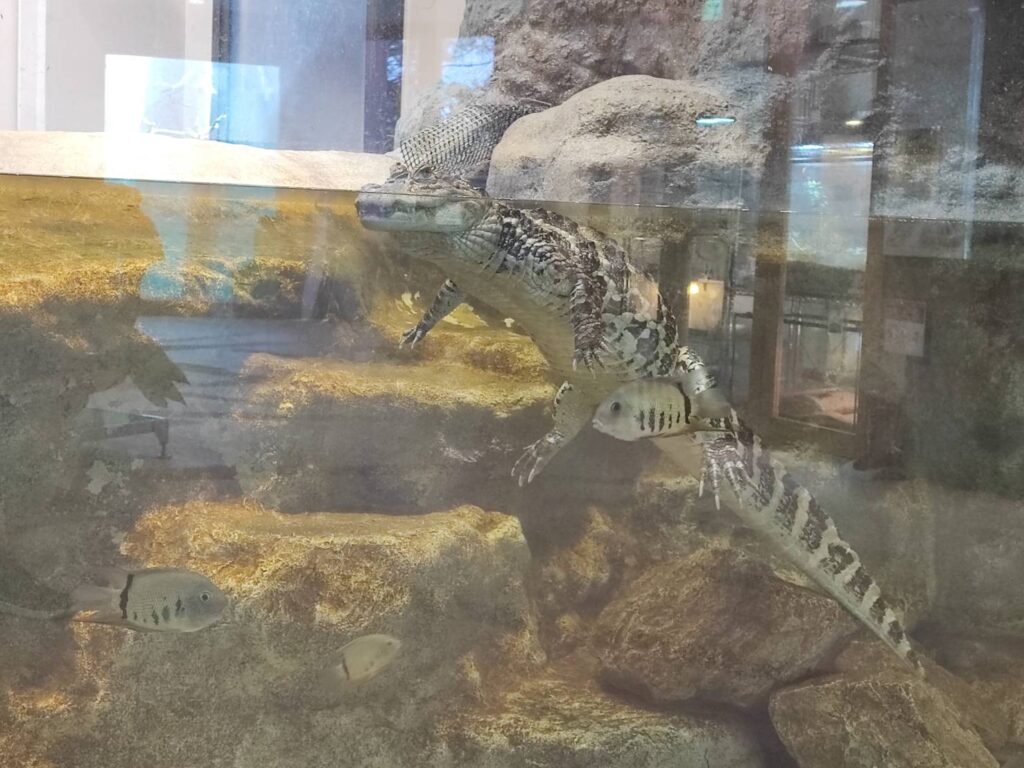 かみね動物園のはちゅウるい館のワニ