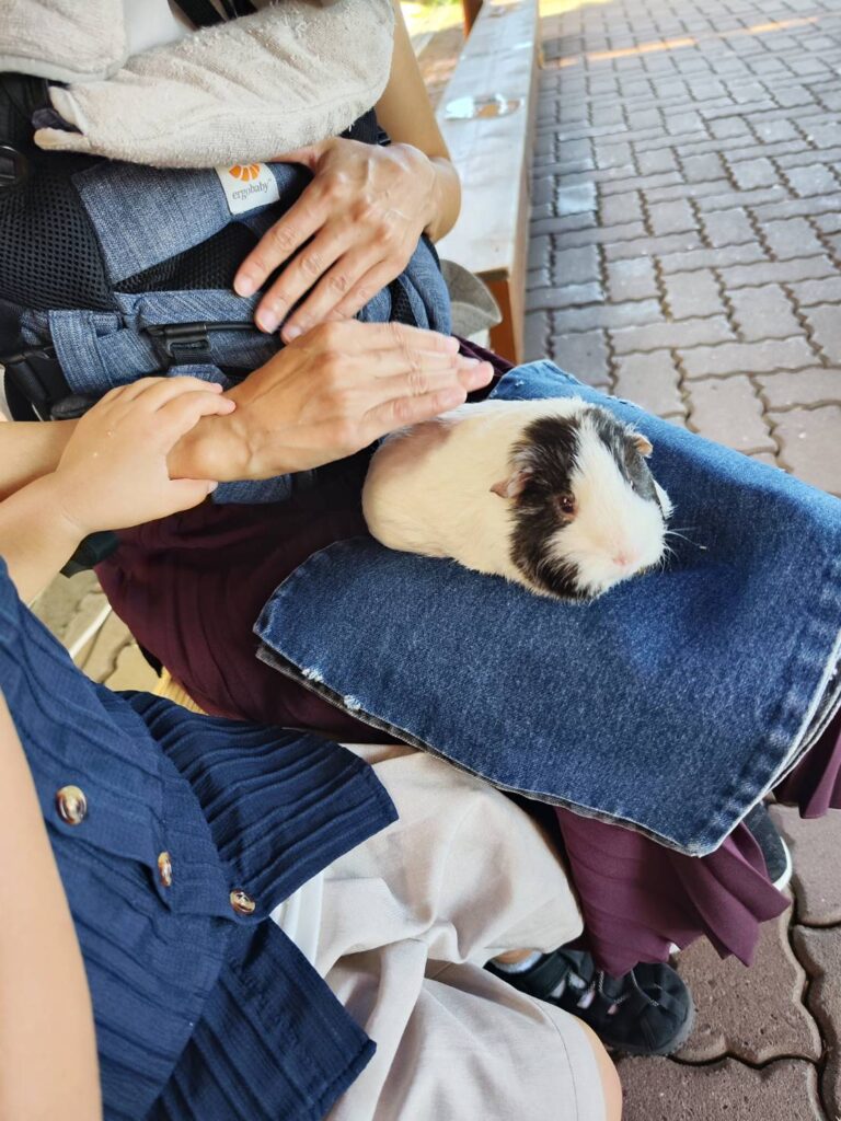 かみね動物園でモルモットをだっこ