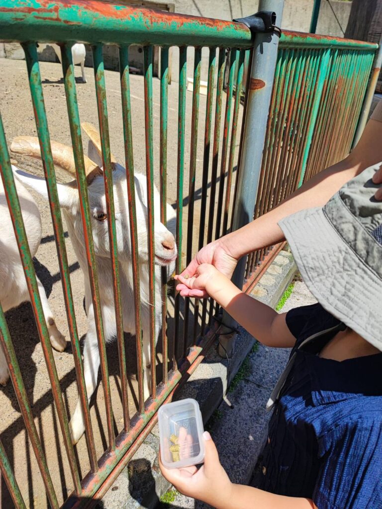 かみね動物園でヤギにエサやり