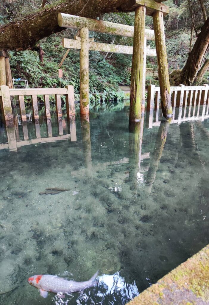 鹿島神宮の御手洗池