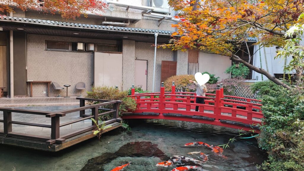 古柏園の庭園の鯉にエサやり