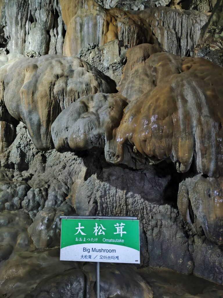 秋芳洞の大松茸