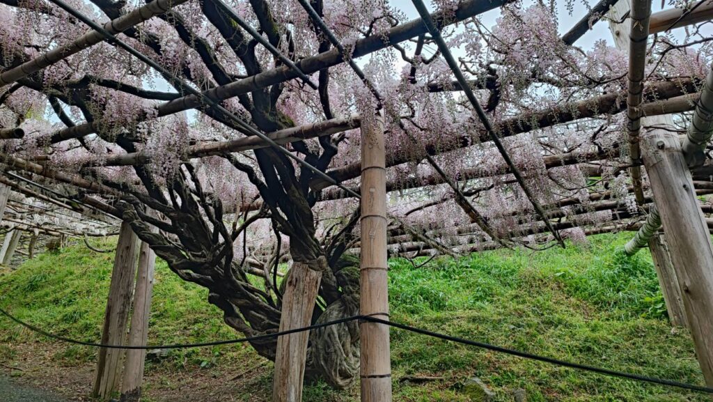 河内藤園の藤棚