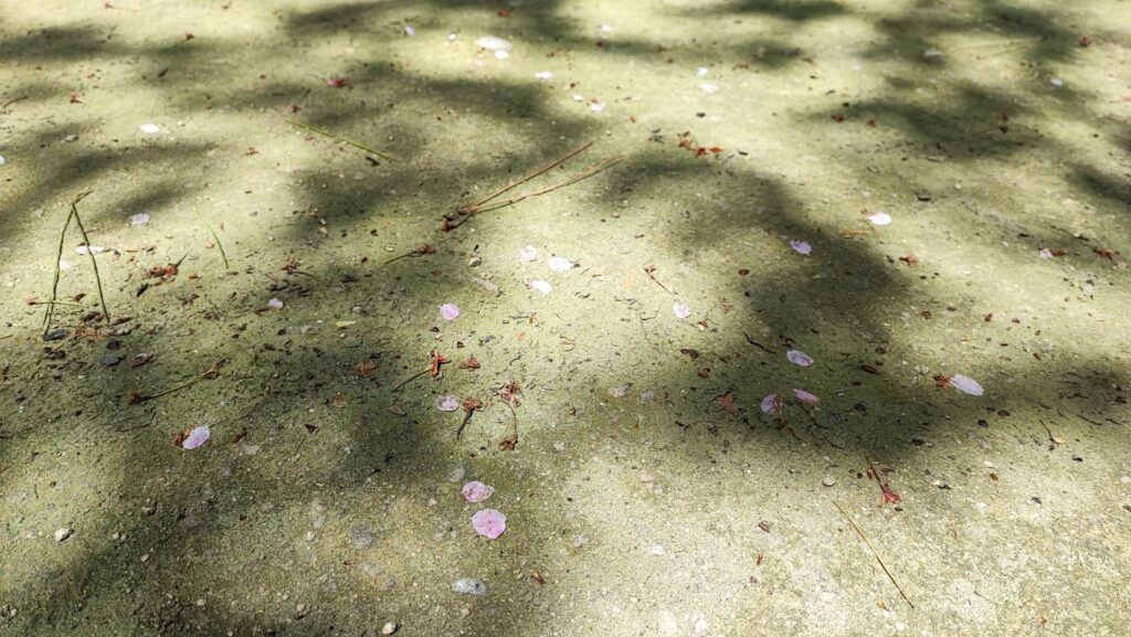 巌流島に落ちていた桜の花びら