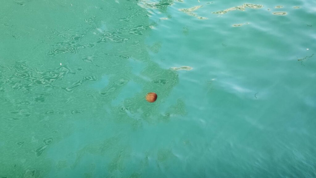 瀬戸内海のクラゲ