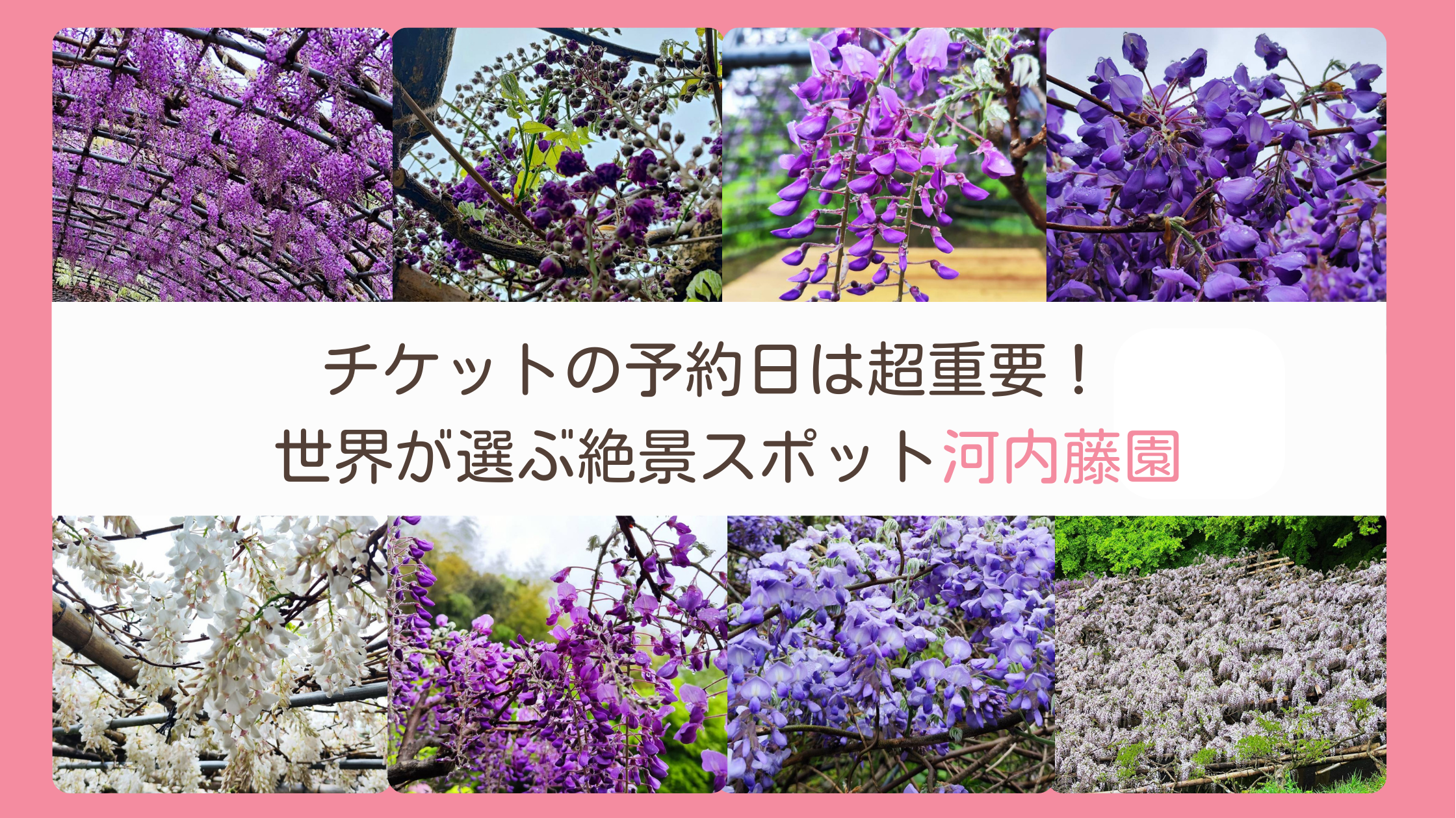 福岡県の藤の有名スポット「河内藤園」のおすすめチケット予約日を解説するレビューブログ