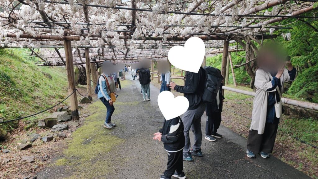 河内藤園の藤棚
