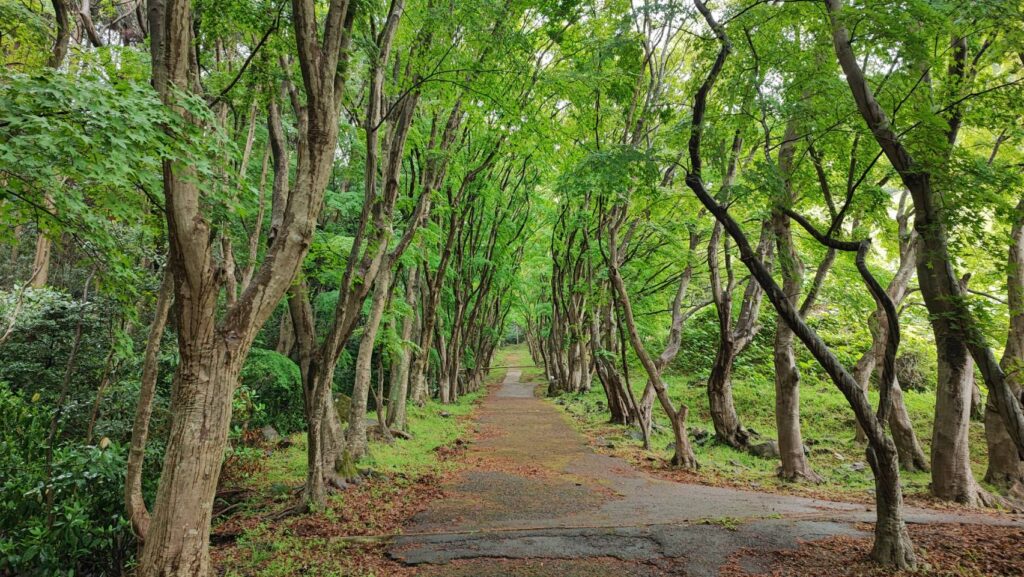 河内藤園の紅葉エリア