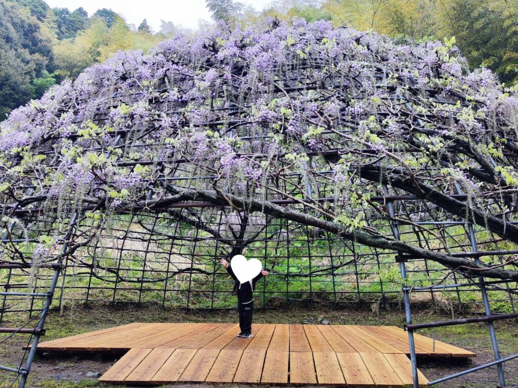 河内藤園の藤のドーム