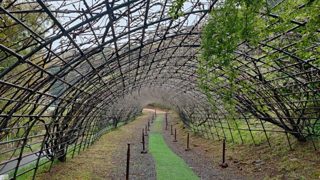 河内藤園の藤のトンネル