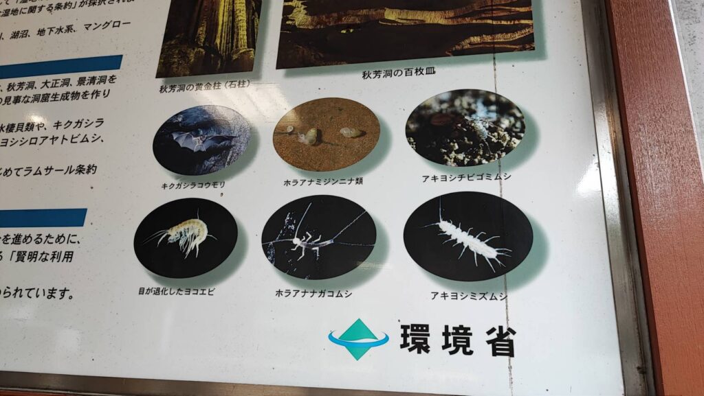 秋芳洞の中で生息する生き物