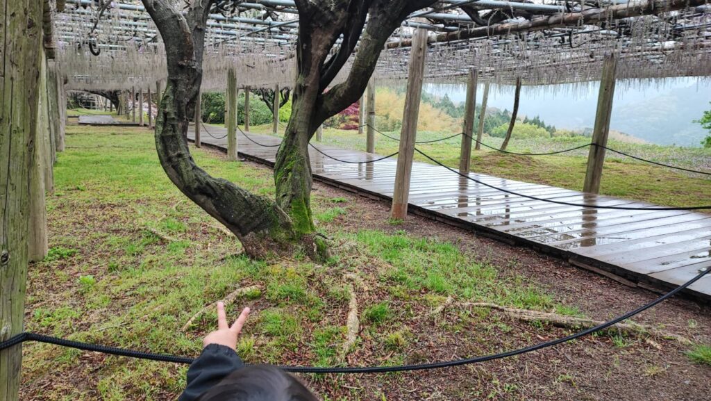 河内藤園の藤の枝