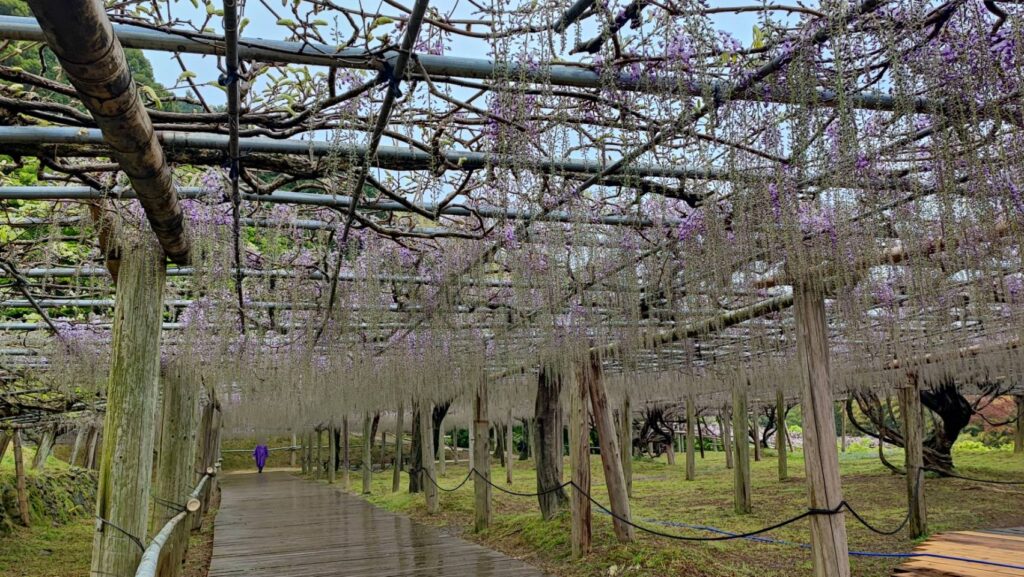 河内藤園の藤のシャワー