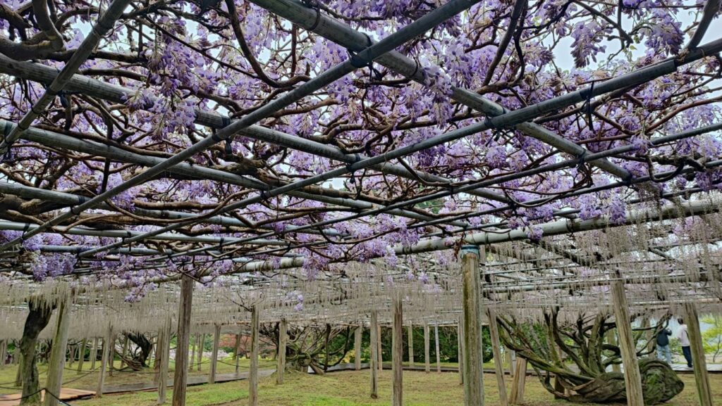 河内藤園の藤のシャワー