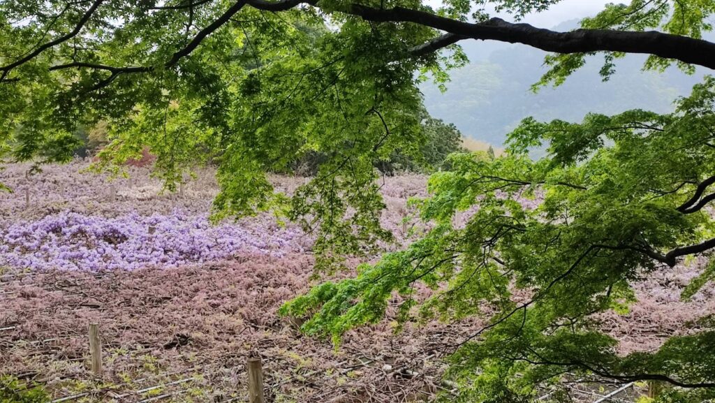 河内藤園の藤のシャワーを上から見た様子