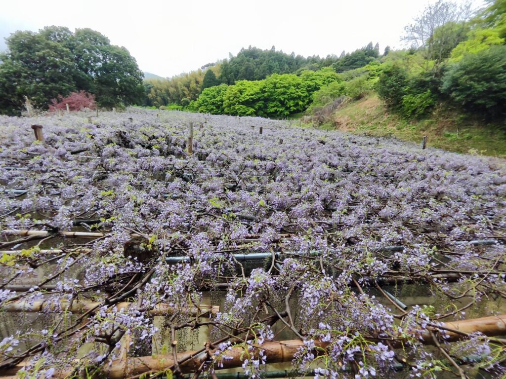 河内藤園の藤のシャワーを上から見た様子