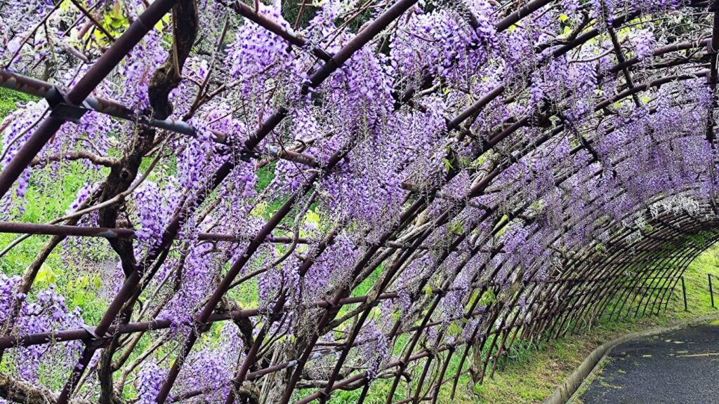 河内藤園の藤のトンネル