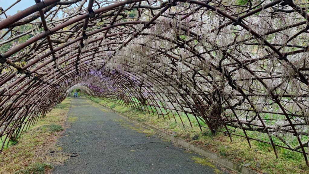 河内藤園の藤のトンネル