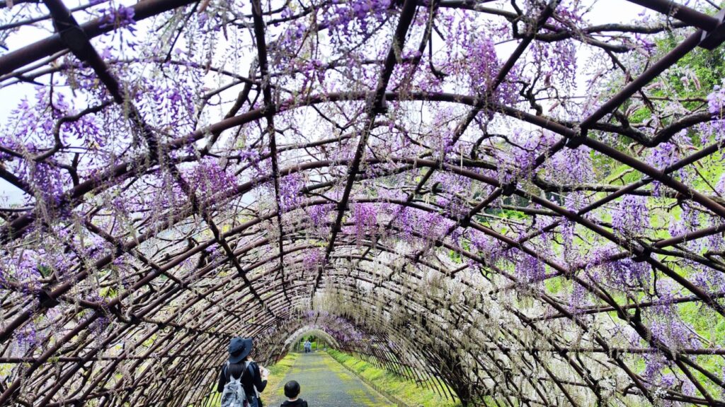 河内藤園の藤のトンネル