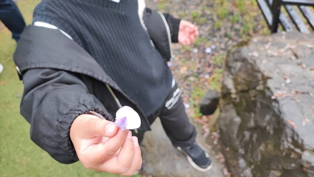 河内藤園の藤の花びら