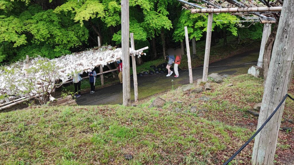 河内藤園の藤棚の急勾配