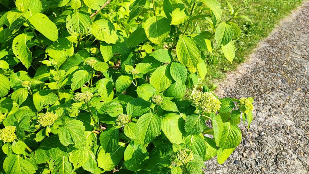 銀山温泉の6月のアジサイ