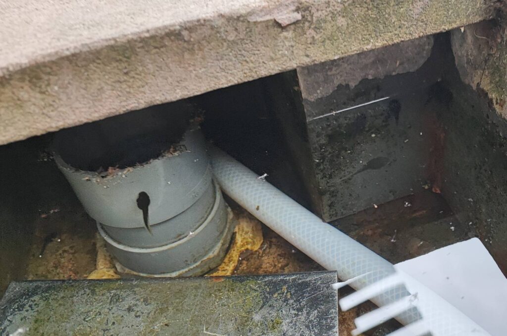 銀山温泉で見つけたおたまじゃくし