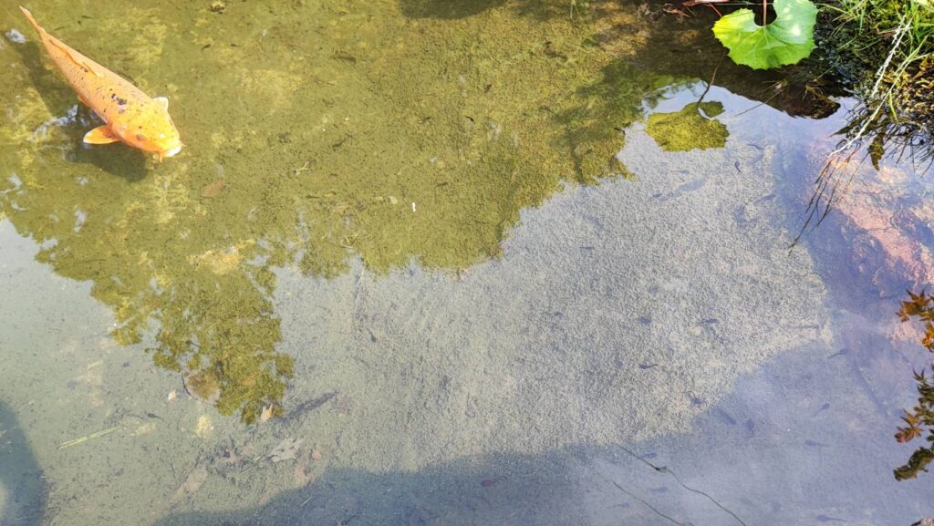 銀鉱洞の前の池にいるおたまじゃくし