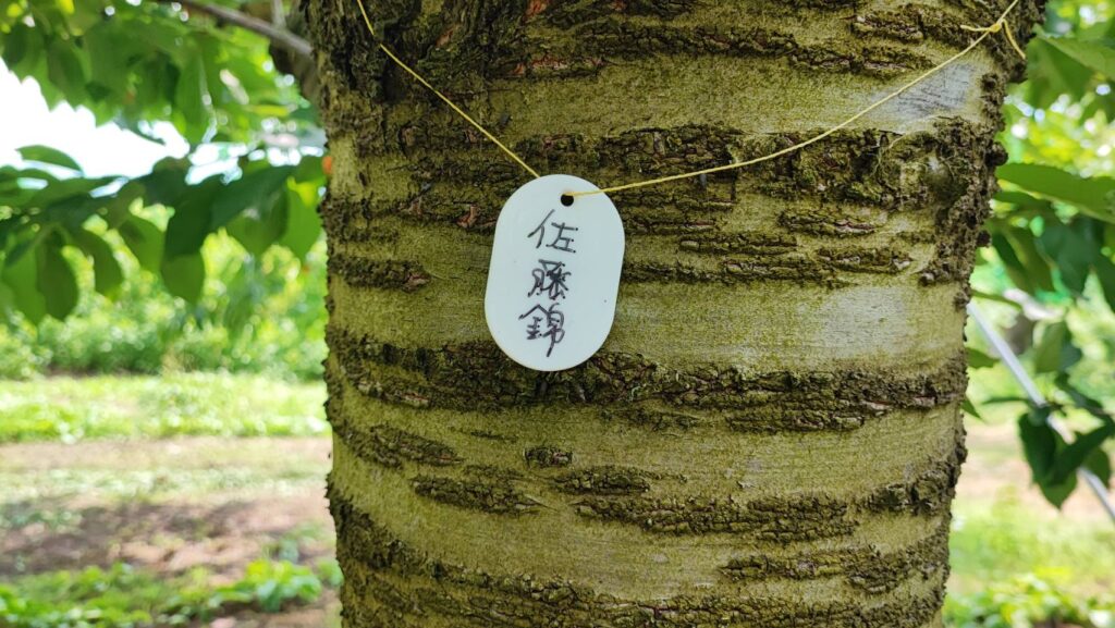 斎藤観光果樹園のさくらんぼの品種