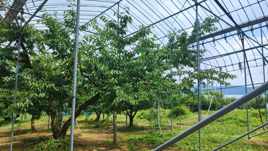 斎藤観光果樹園のビニールの屋根