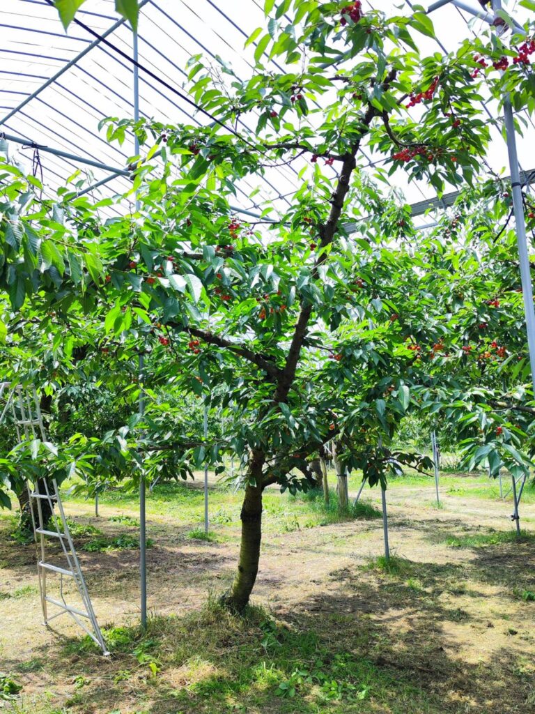 斎藤観光果樹園の地面