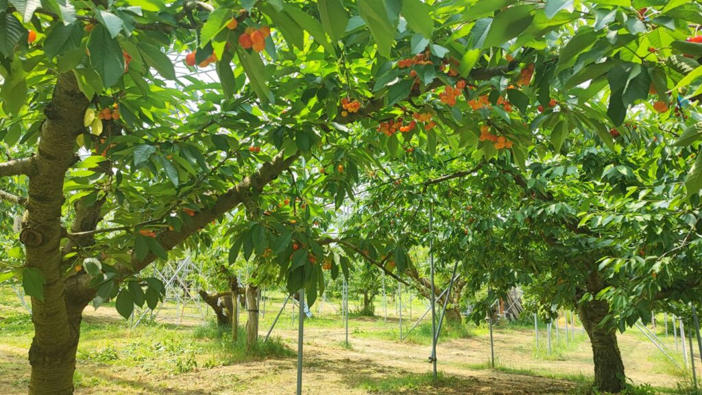 斎藤観光果樹園のさくらんぼの木