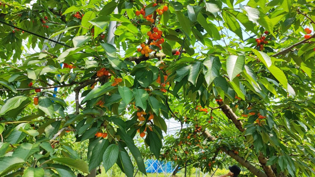 斎藤観光果樹園のさくらんぼの木