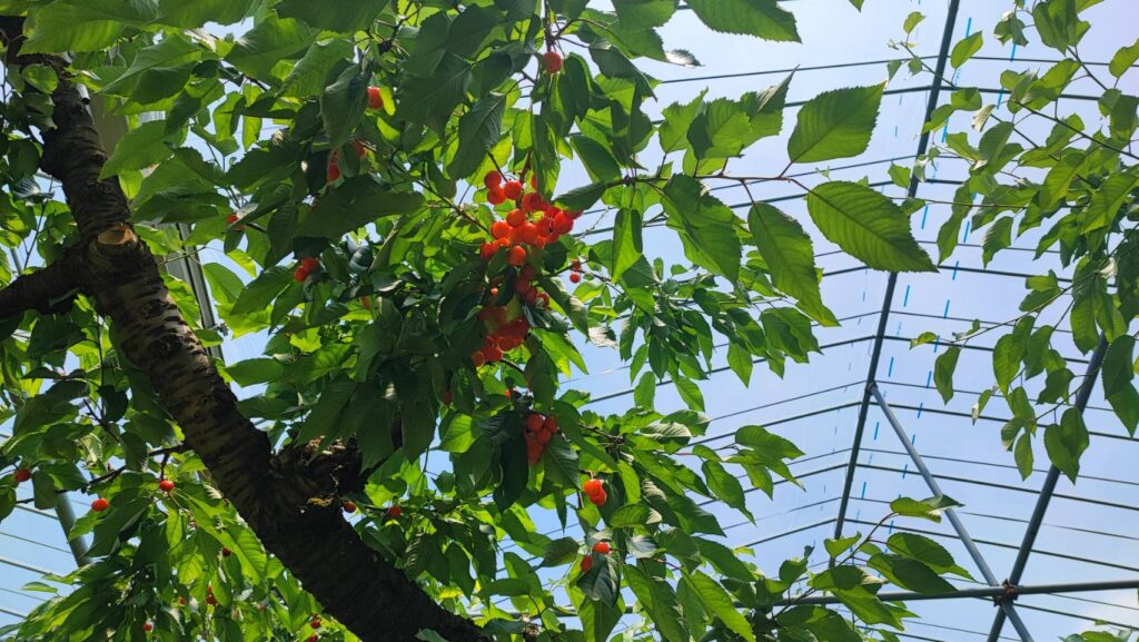 斎藤観光果樹園のさくらんぼの木