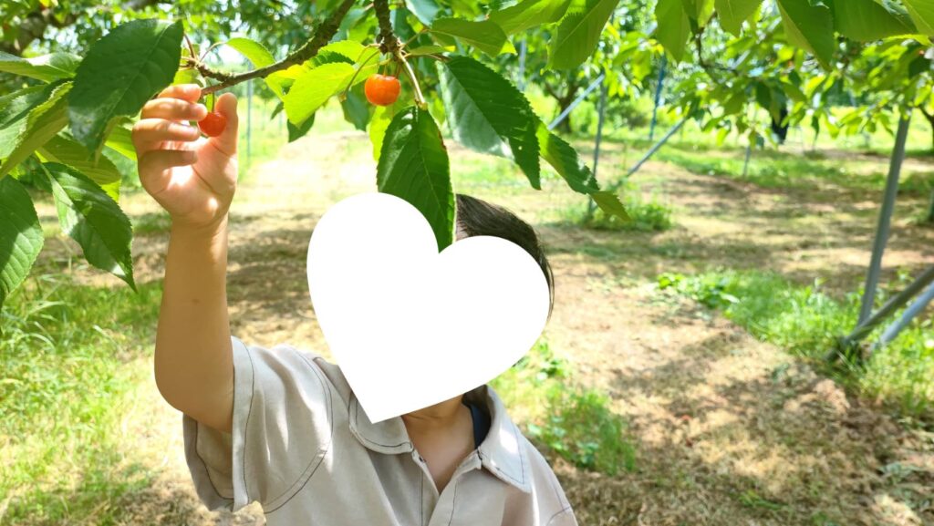 斎藤観光果樹園はこどもの手が届く高さのさくらんぼの木もある