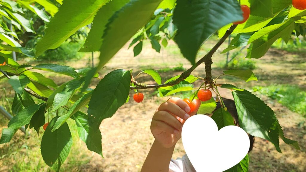 斎藤観光果樹園のこどもの手が届く木