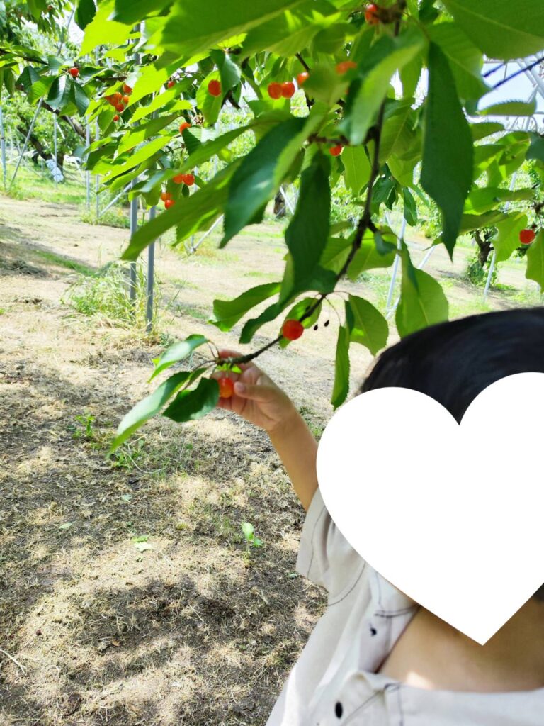 斎藤観光果樹園のさくらんぼの木