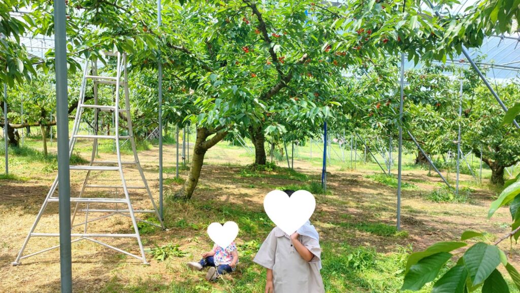 斎藤観光果樹園の脚立